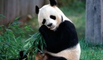 nằm mơ thấy gấu