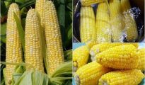 Tổng hợp ý nghĩa giấc mơ thấy bắp ngô