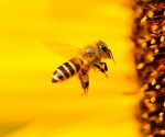 Mơ thấy ong là điềm báo lành hay dữ?