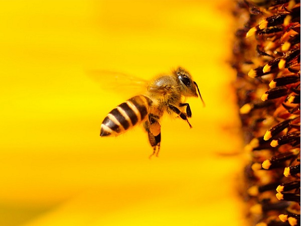 Mơ thấy ong là điềm báo lành hay dữ? 