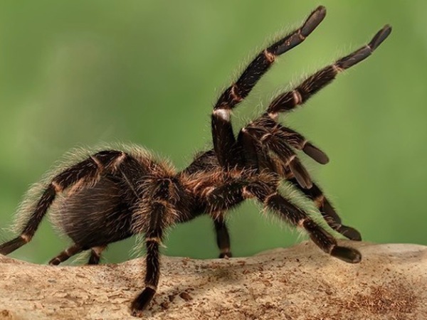 Đi đường gặp con nhện nghiên cứu cặp số mấy hứng lộc vàng?