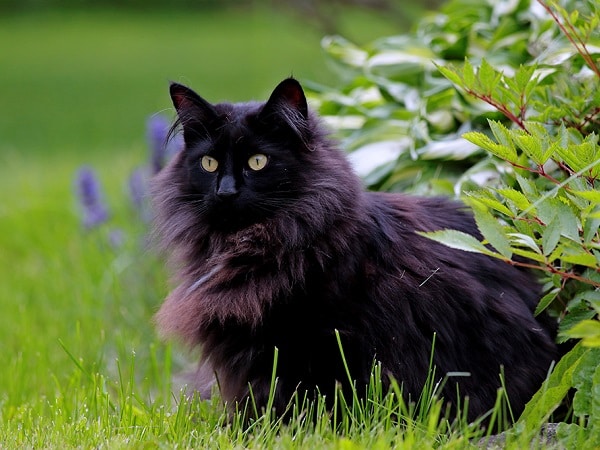 Đi đường gặp mèo đen là điềm gì? Có phải điềm báo rủng rỉnh tài lộc?
