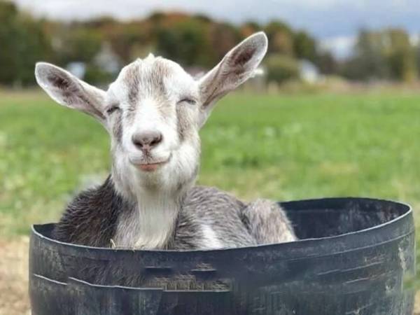 Gợi ý con số may mắn tuổi Ất Mùi ngày 3/1/2026 phát tài