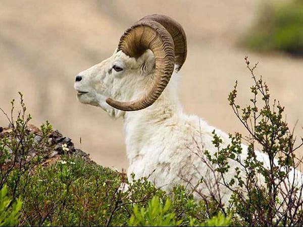 Tổng quan tử vi tuổi Mùi 5/12