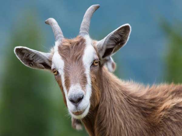 Tổng quan tử vi tuổi Kỷ Mùi ngày 2/1/2026