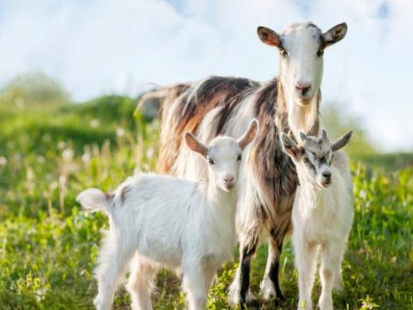 Tổng quan vận trình tuổi Quý Mùi ngày 10/1/2026