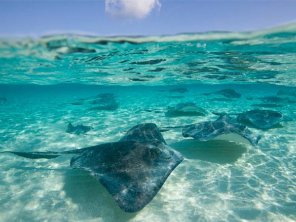 cá đuối số mấy