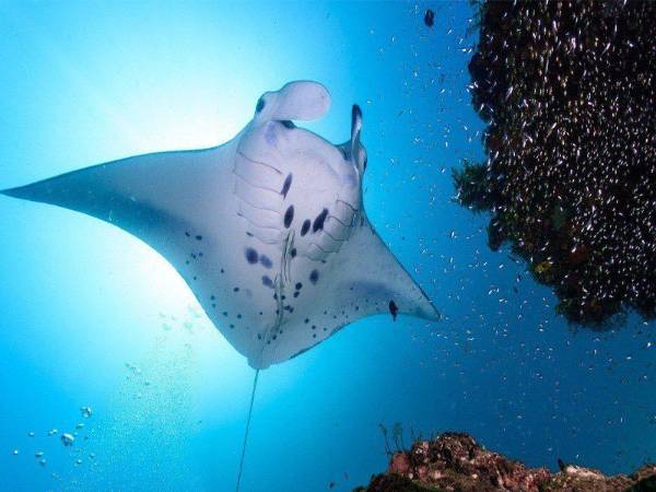 Ý nghĩa biểu tượng của cá đuối trong phong thủy