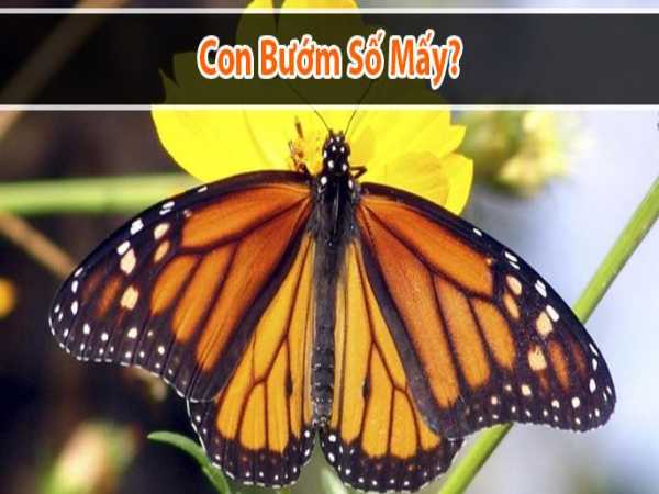 bươm bướm số mấy