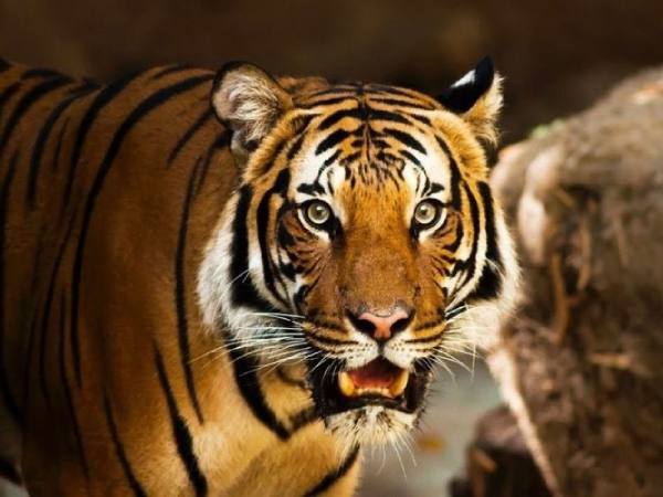 Con số phát lộc tuổi Giáp Dần ngày 4/3 theo thống kê